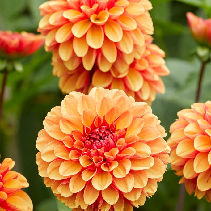 Dahlia Dekorativ American Sunset 1-pack NYHET